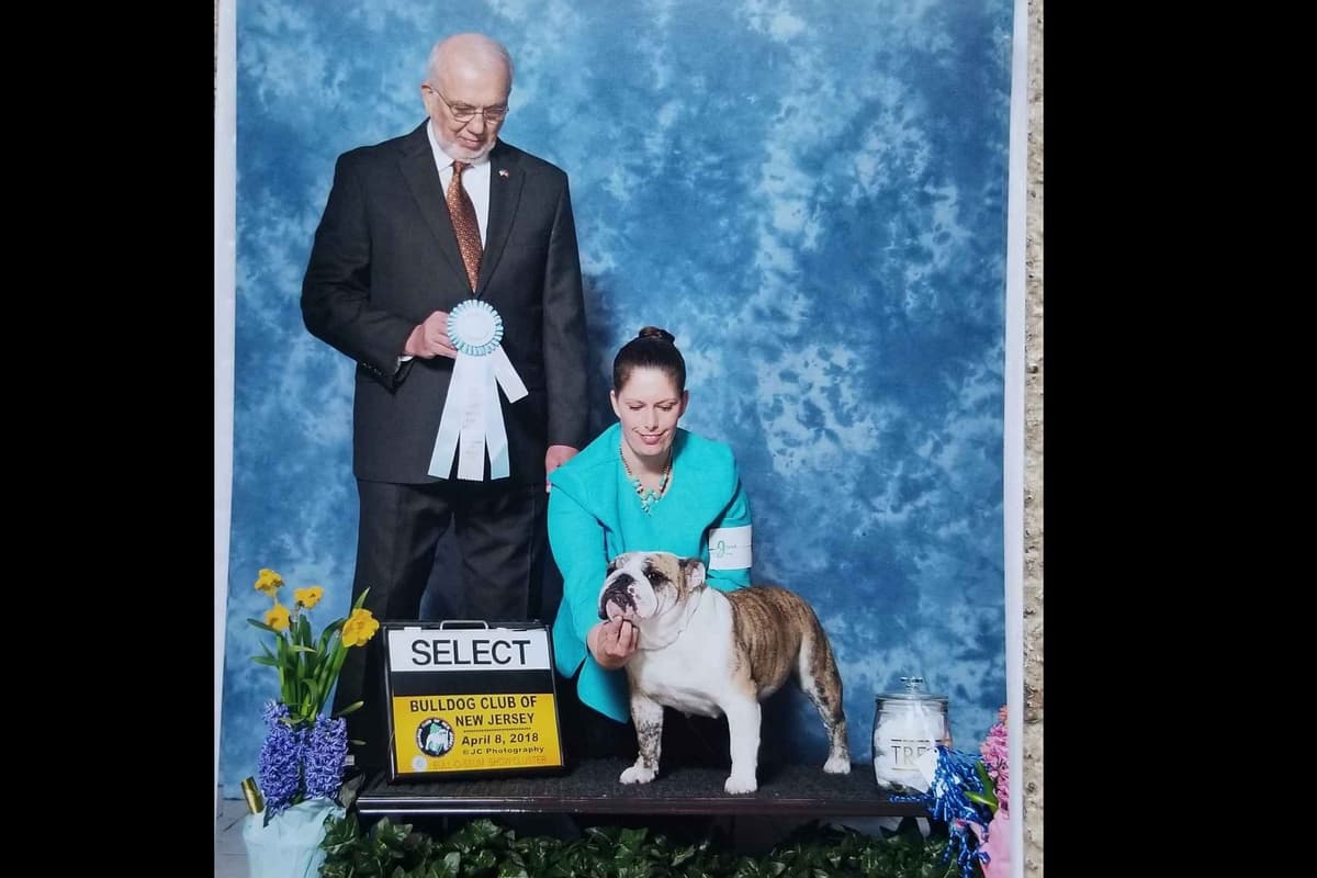 ๐ธ Meet Hope โ AKC English Bulldog Girl ๐ธ breeder image 13