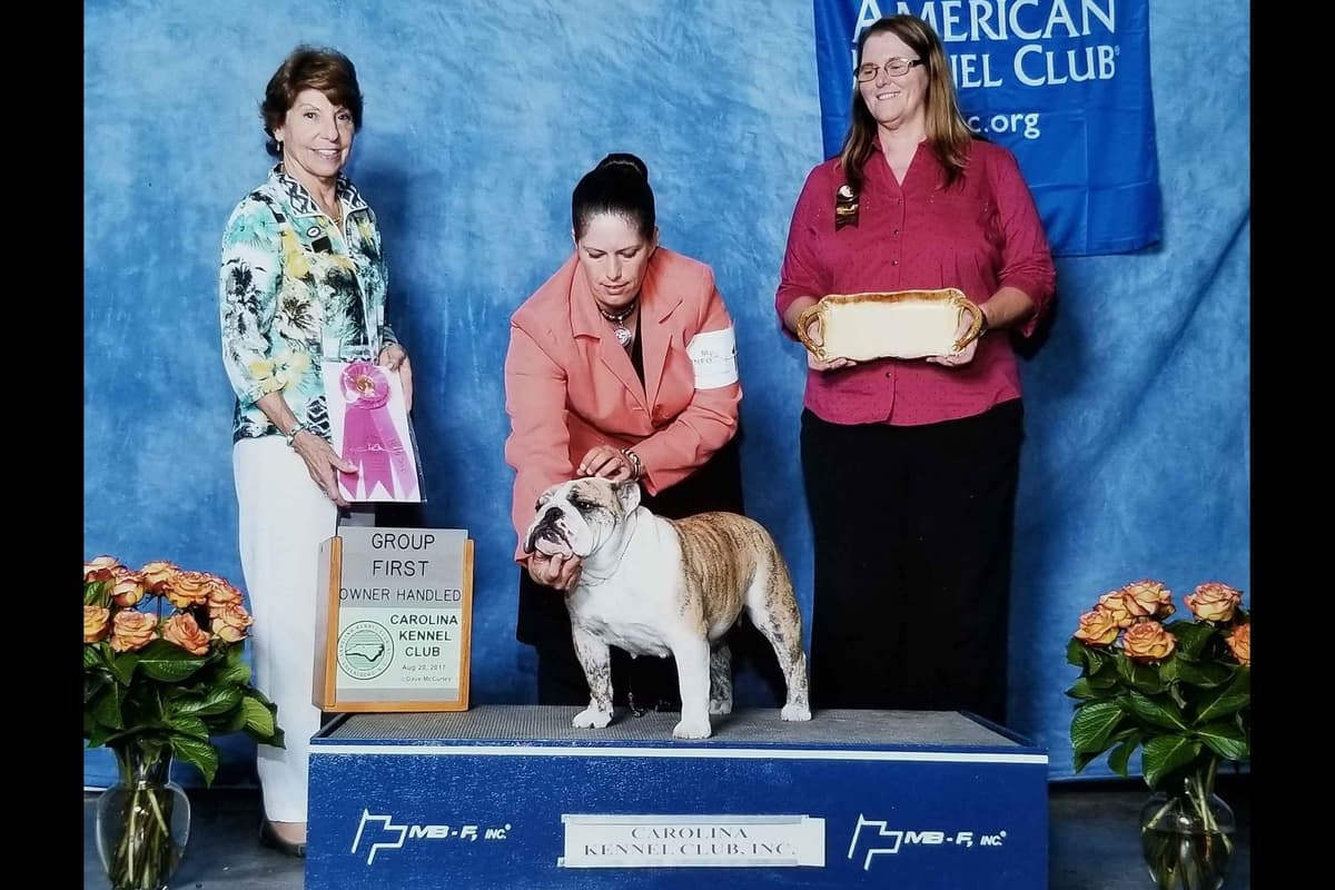 ๐ธ Meet Hope โ AKC English Bulldog Girl ๐ธ breeder image 14