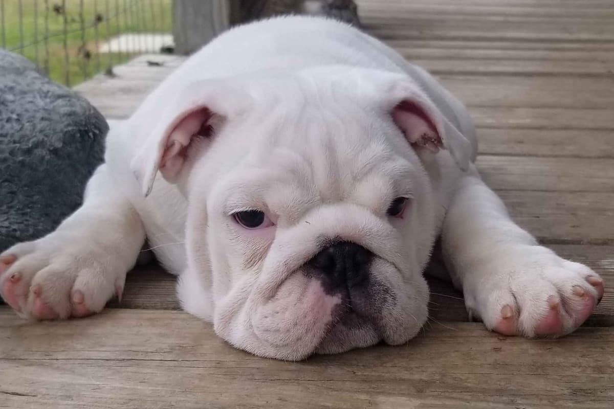 ๐ธ Meet Hope โ AKC English Bulldog Girl ๐ธ breeder image 15