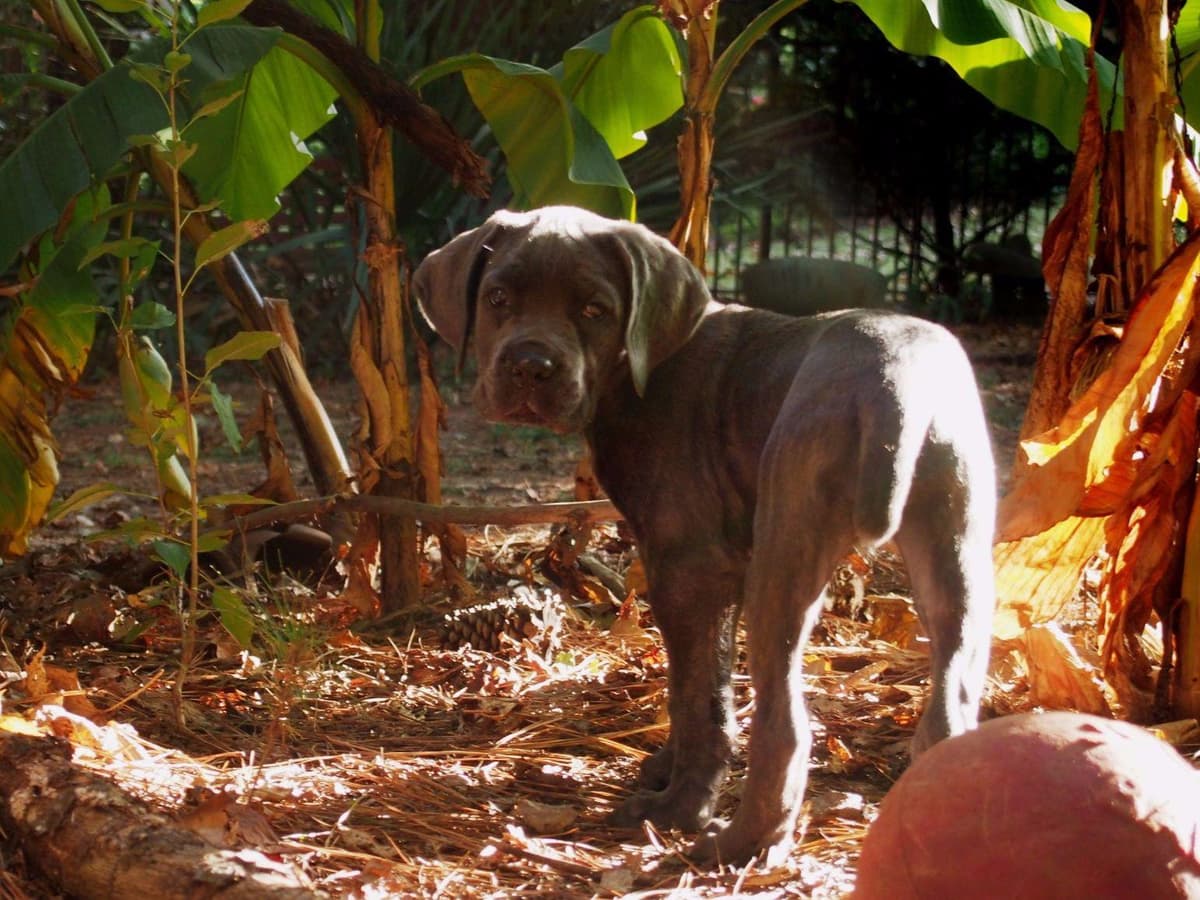2 Year Old Male Cane Corso Obedience Trained breeder image 22