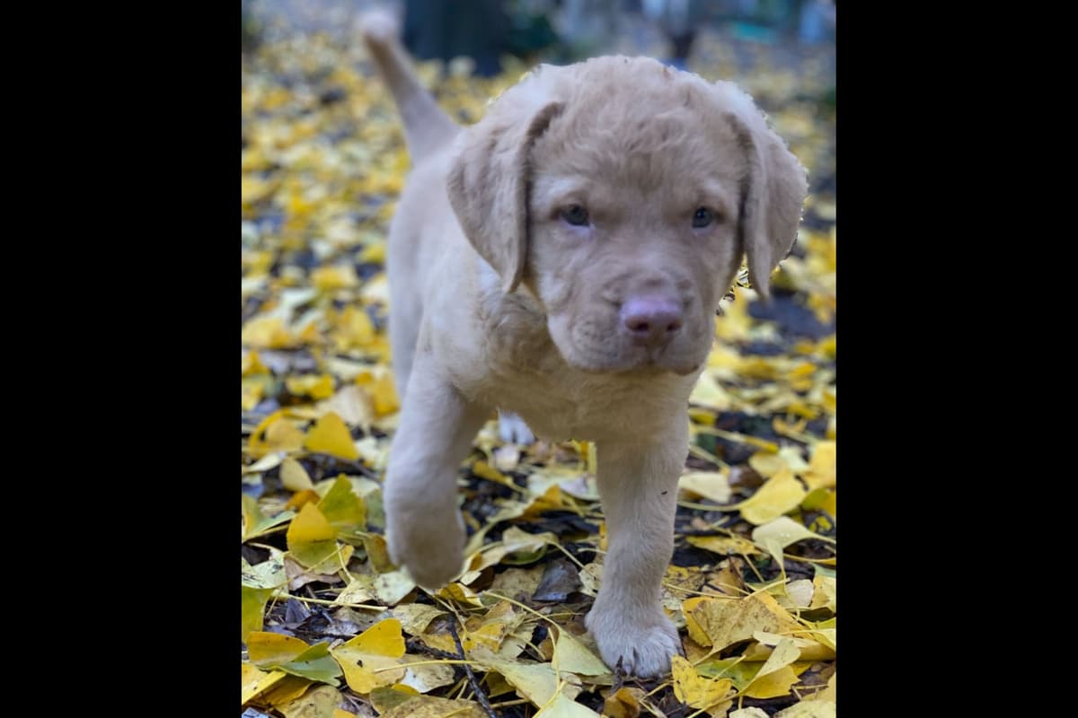 Chesapeake Bay Retriever Puppies breeder image 3