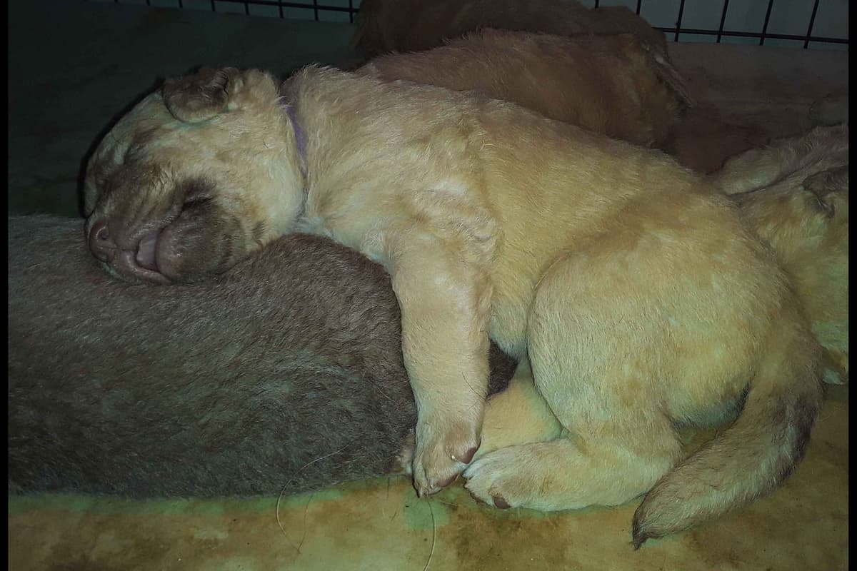 Chesapeake Bay Retriever Puppies breeder image 15