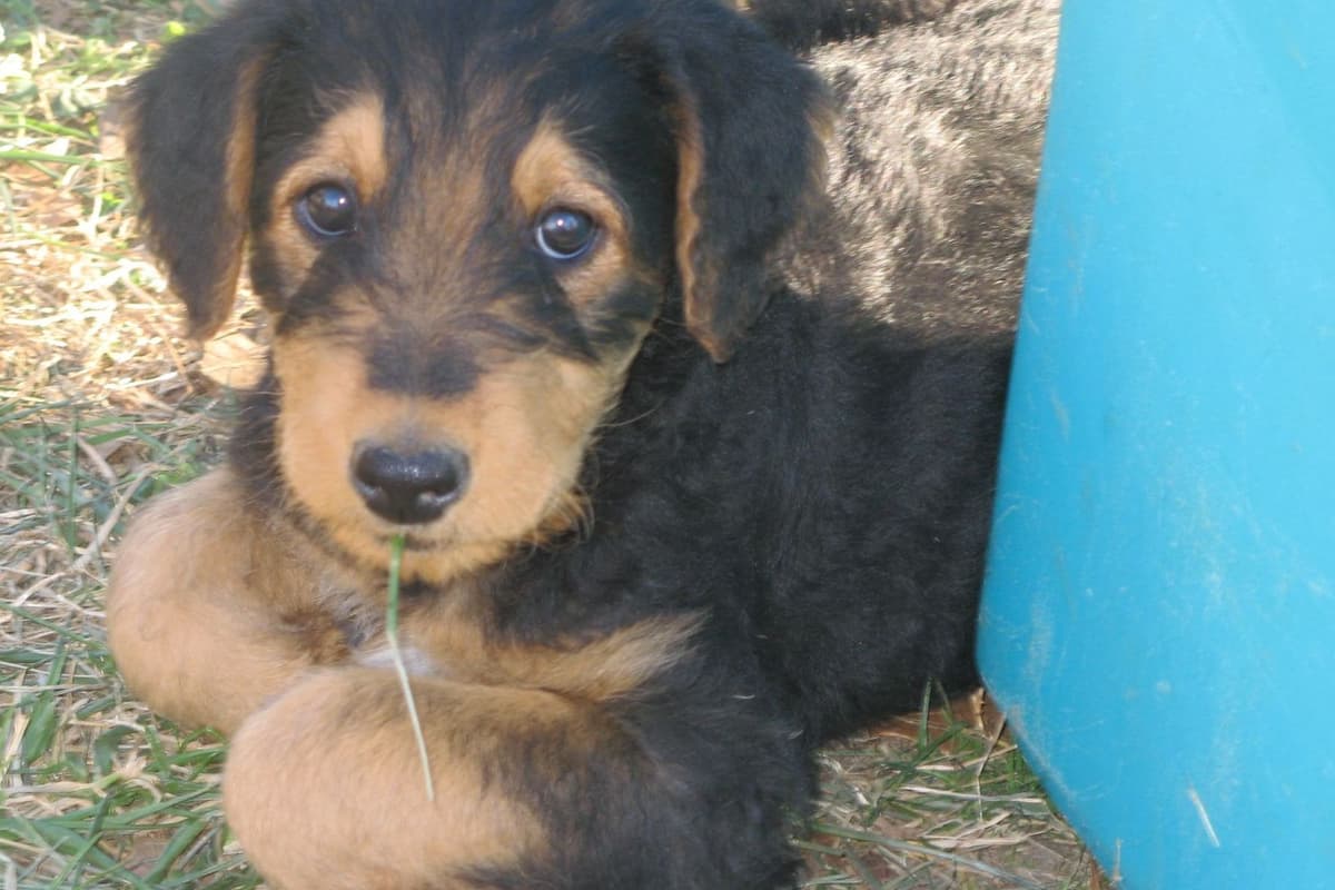 Airedale Terrier Puppies breeder image 11