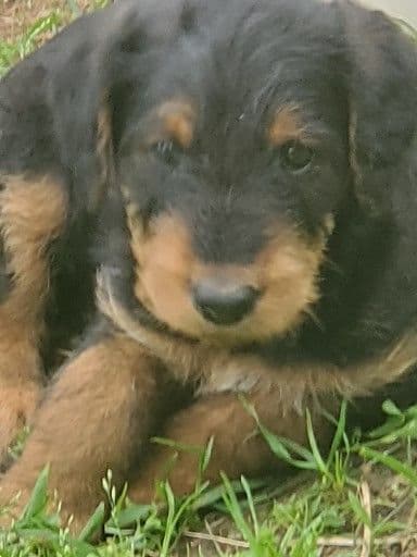 Airedale Terrier Puppies breeder image 22