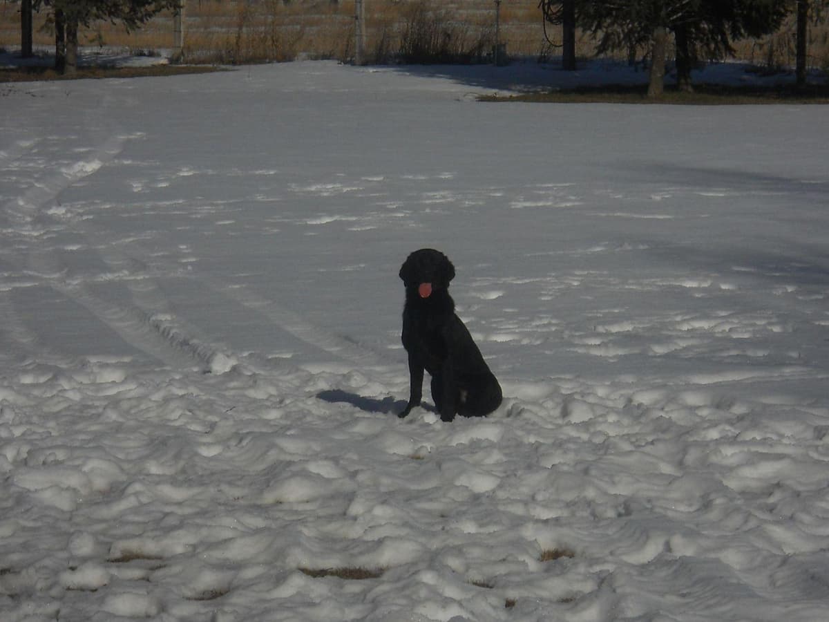 Labrador Retriever Puppies breeder image 18