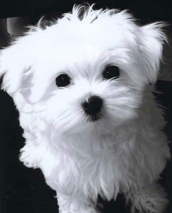 Oak Grove Maltese breeder image 1