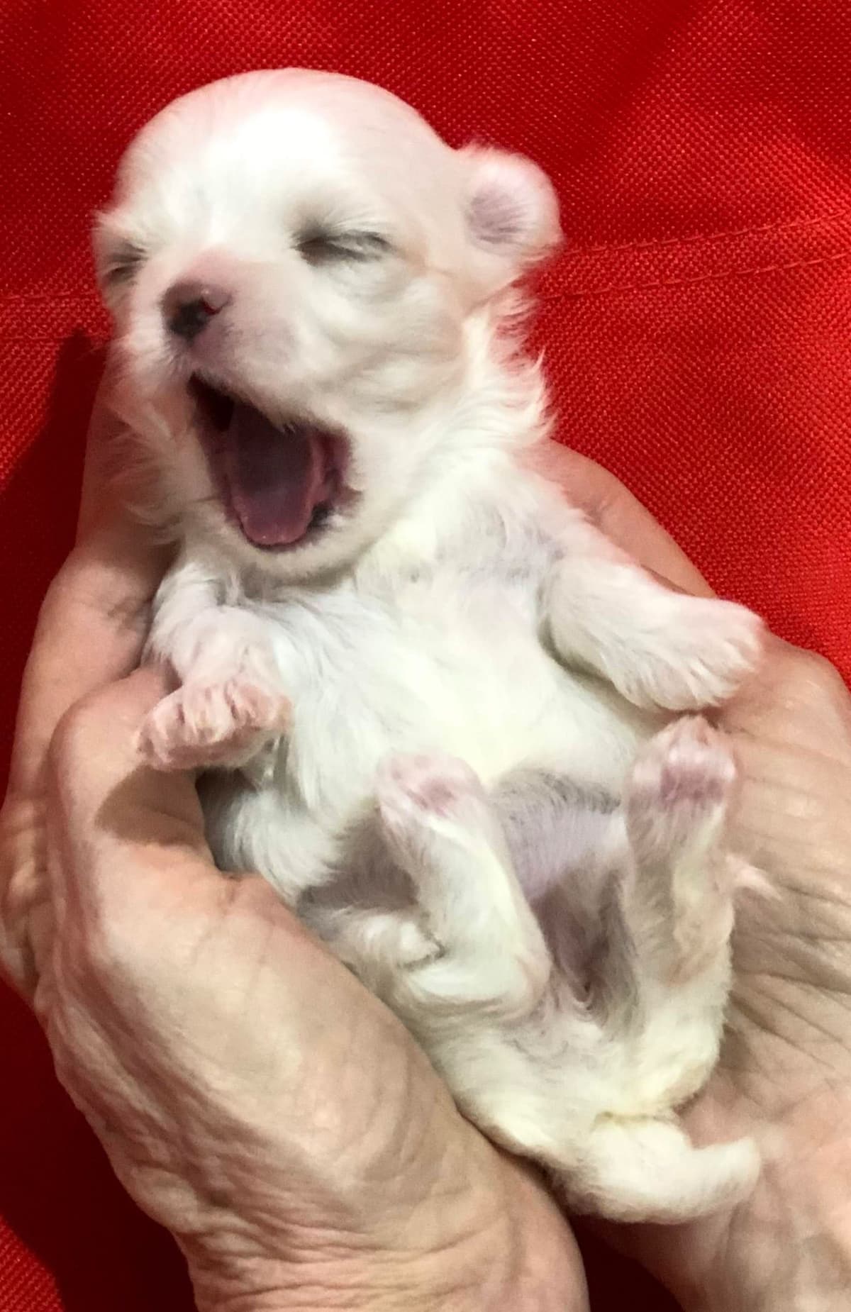 Oak Grove Maltese breeder image 3