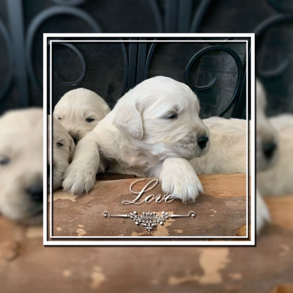 Golden Retriever Puppies breeder image 19
