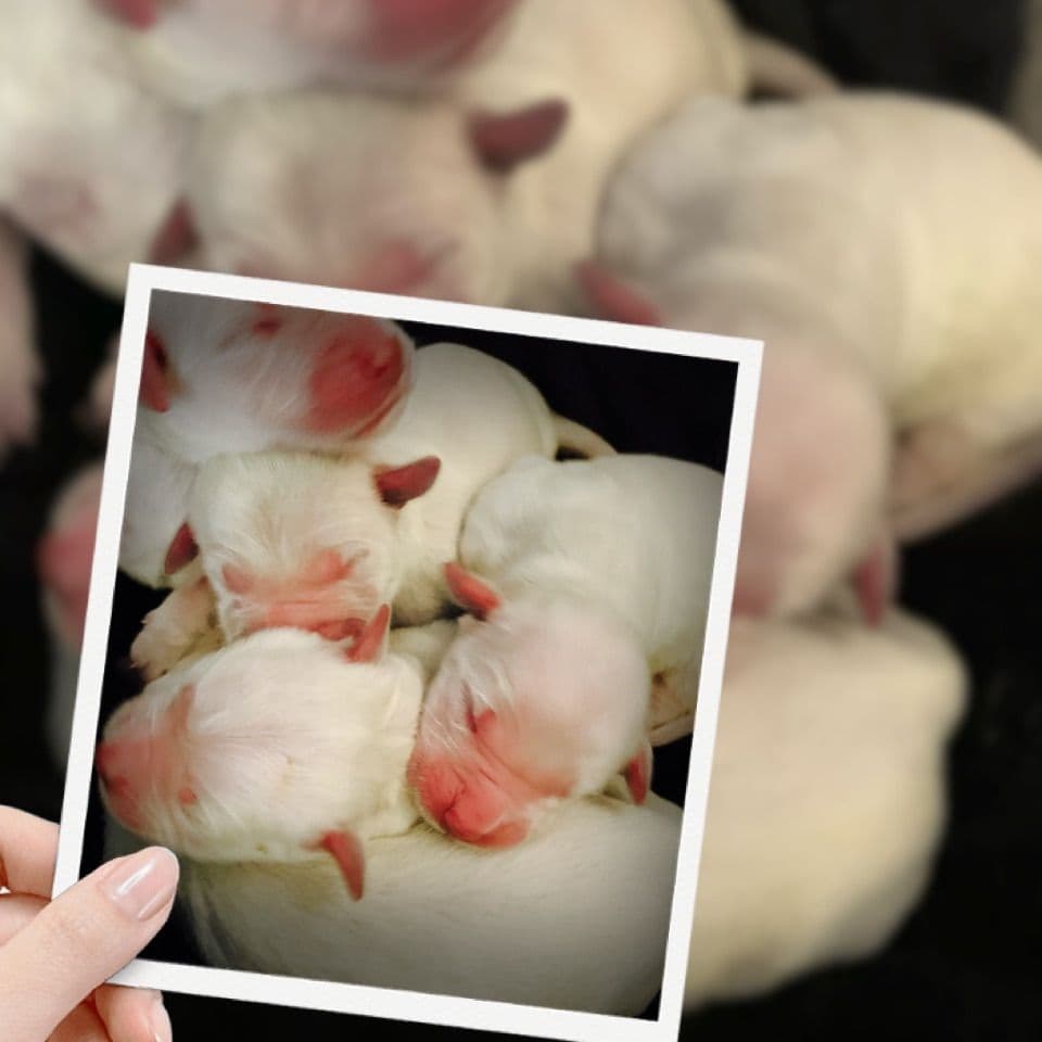 Golden Retriever Puppies breeder image 21