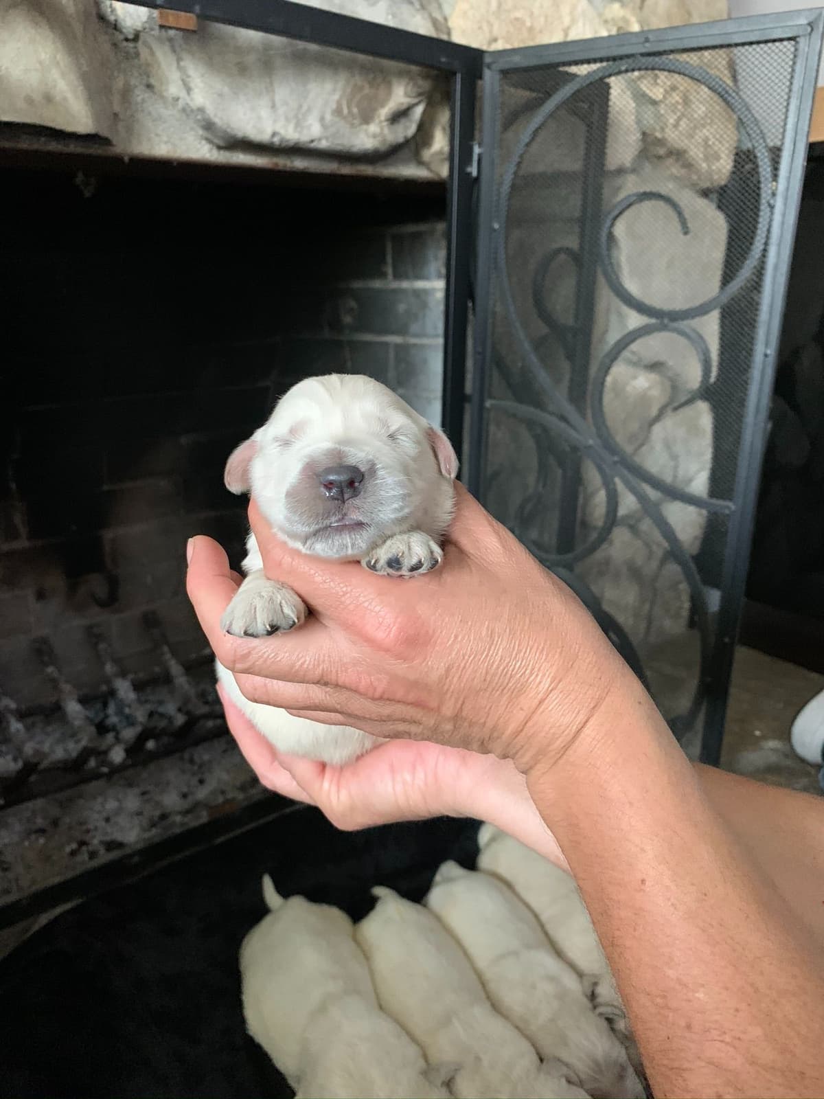 Golden Retriever Puppies breeder image 26