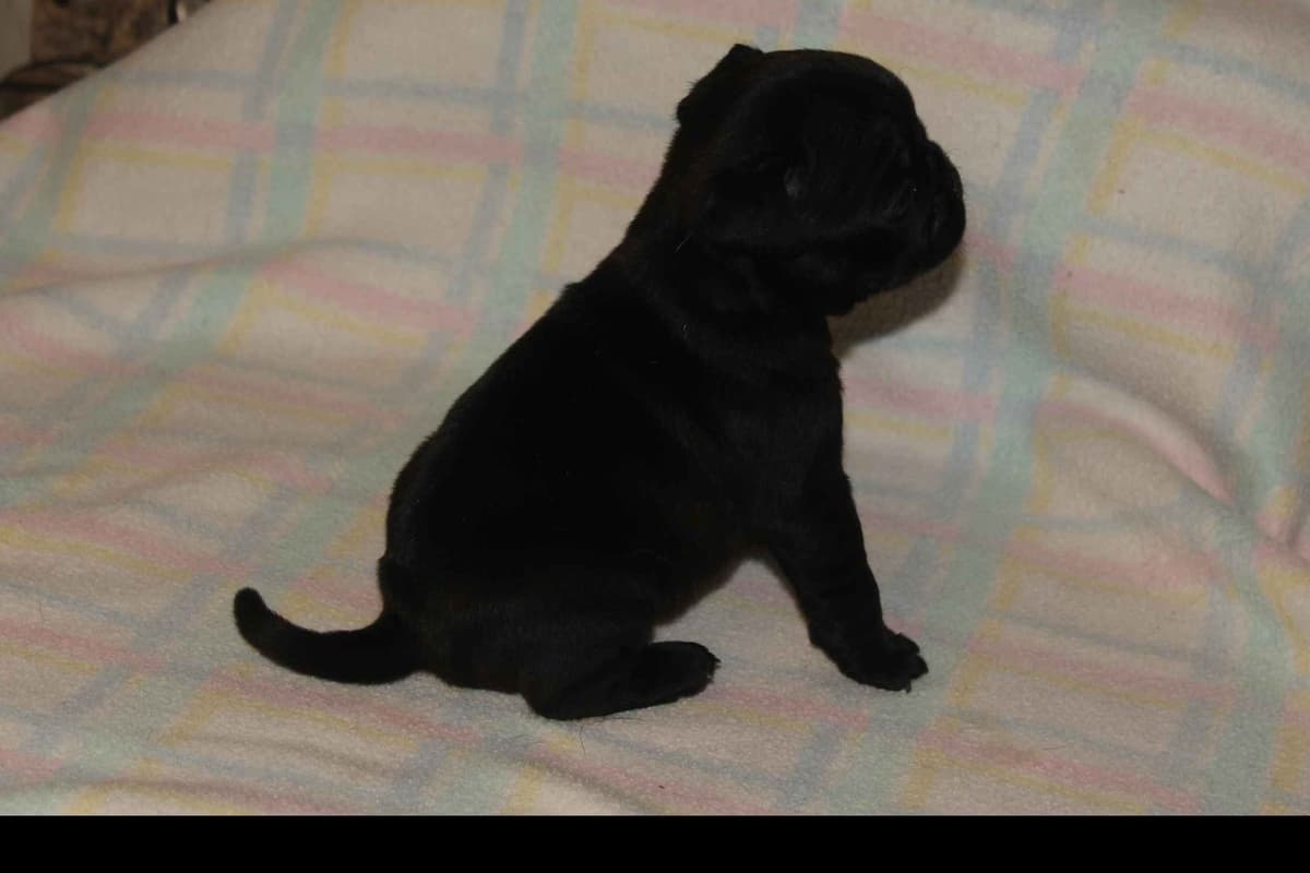 Pug Puppies breeder image 1