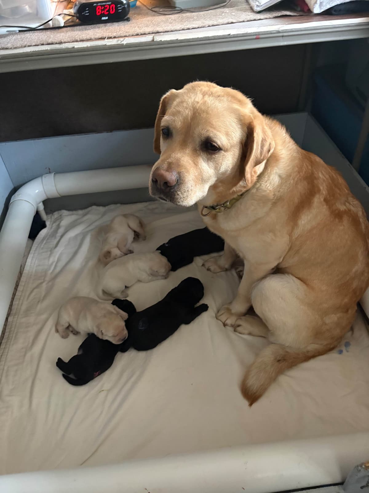 Labrador Retriever Puppies breeder image 2