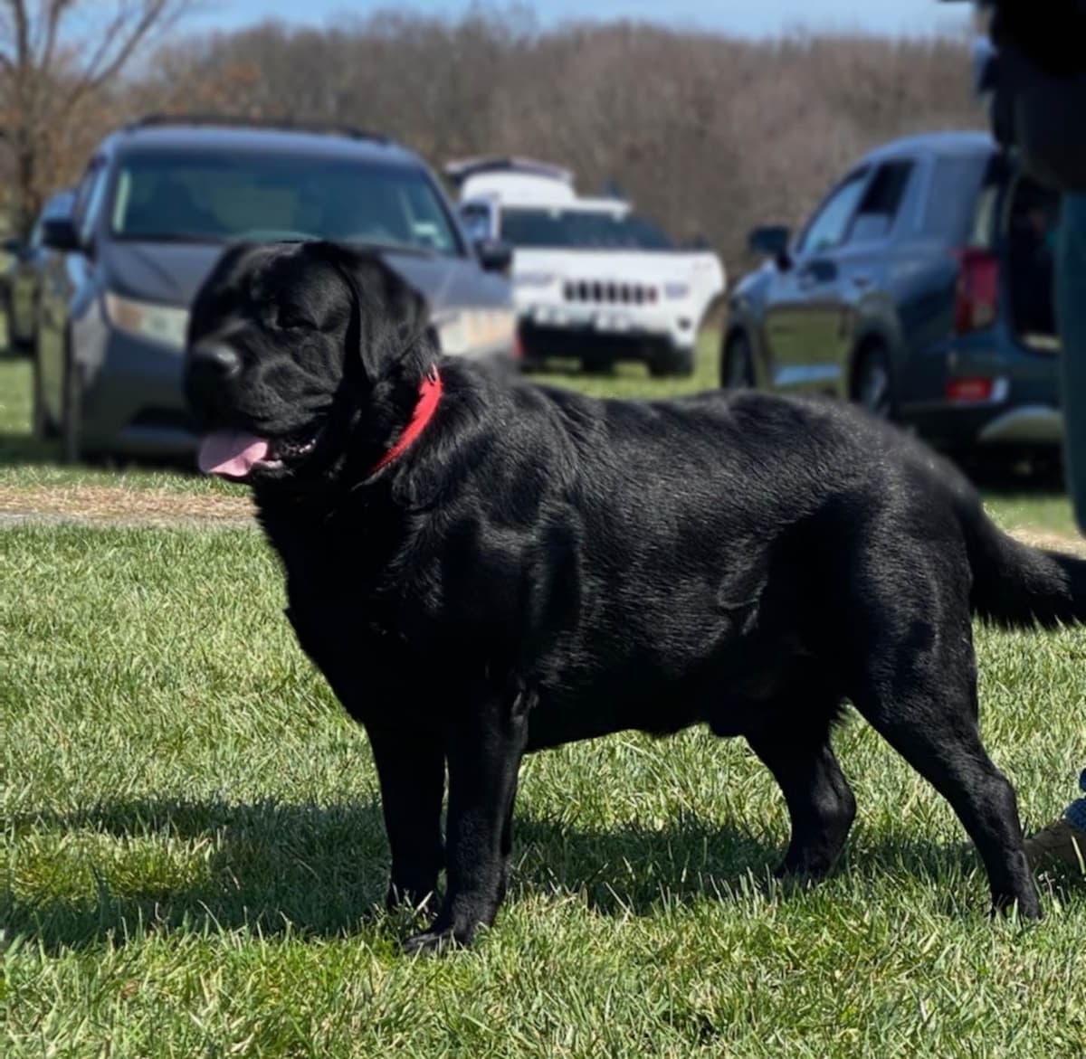 Labrador Retriever Puppies breeder image 3