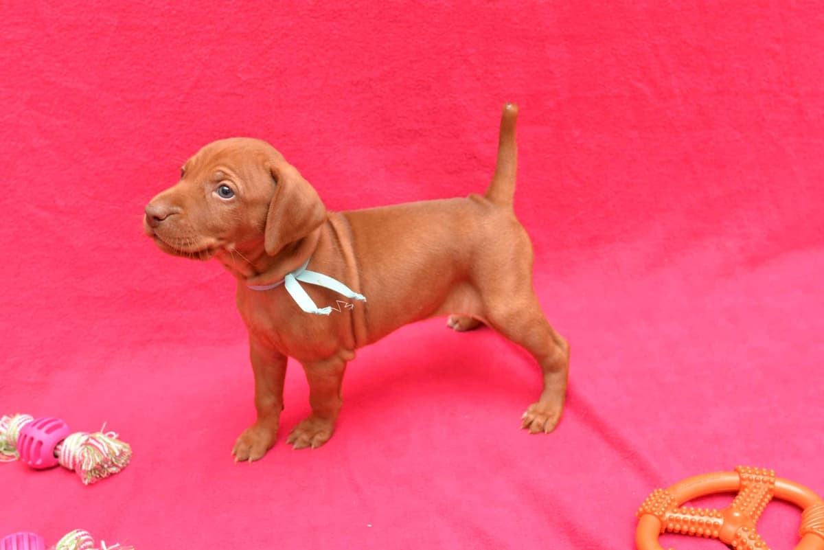 100% Purebred Vizsla Adventure Puppies breeder image 10