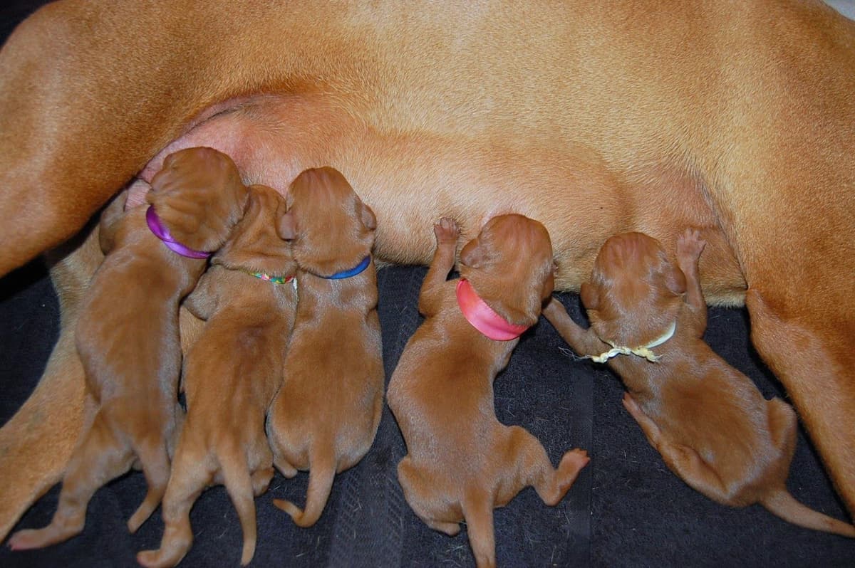 100% Purebred Vizsla Adventure Puppies breeder image 17