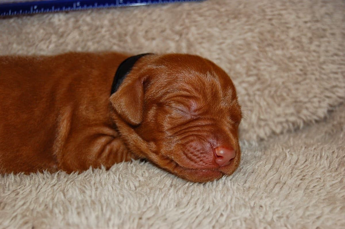100% Purebred Vizsla Adventure Puppies breeder image 14