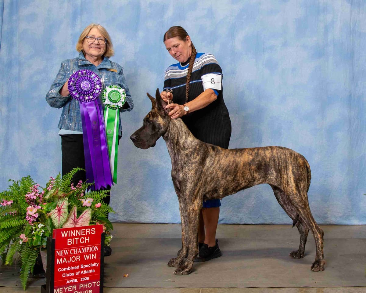 Great Dane Puppies breeder image 1