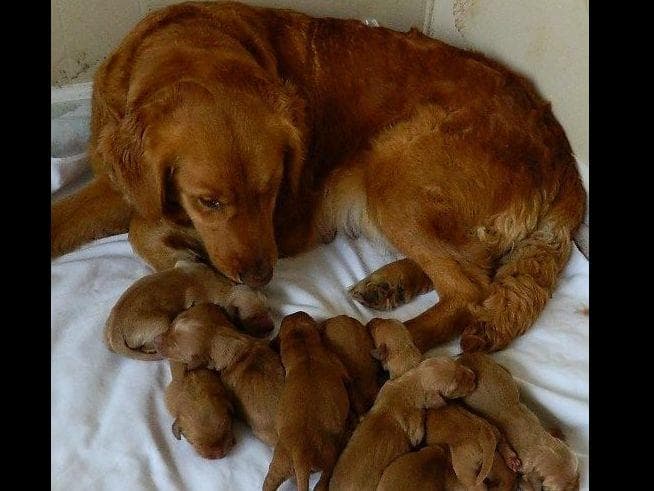 Poodle Puppies breeder image 3