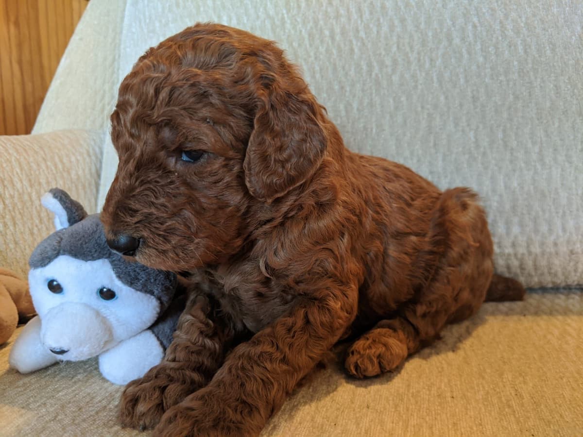 Poodle Puppies breeder image 17