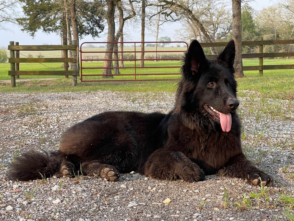 German Shepherd Dog Puppies breeder image 1