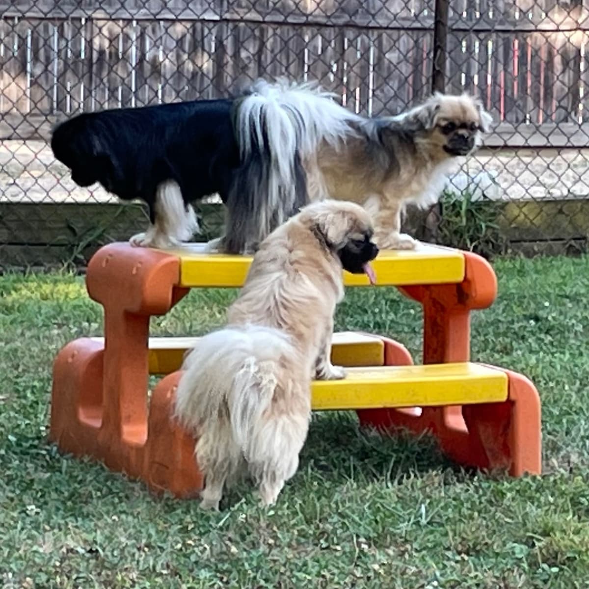 Tibetan Spaniel Puppies breeder image 5