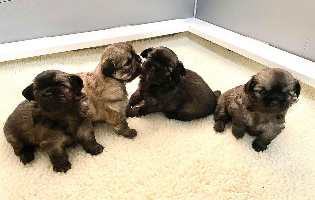 Tibetan Spaniel Puppies breeder image 7