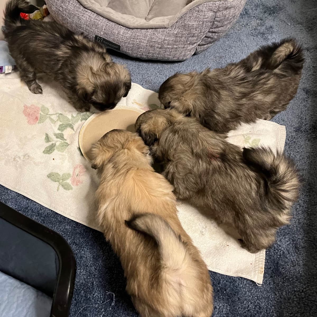 Tibetan Spaniel Puppies breeder image 16