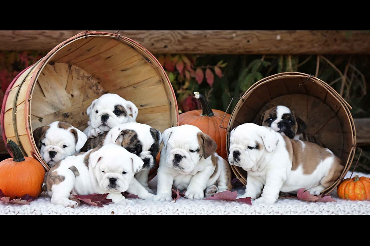 Bulldog Puppy breeder image 10