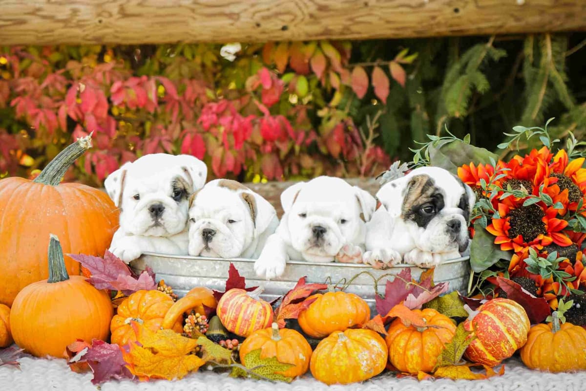 Bulldog Puppy breeder image 14