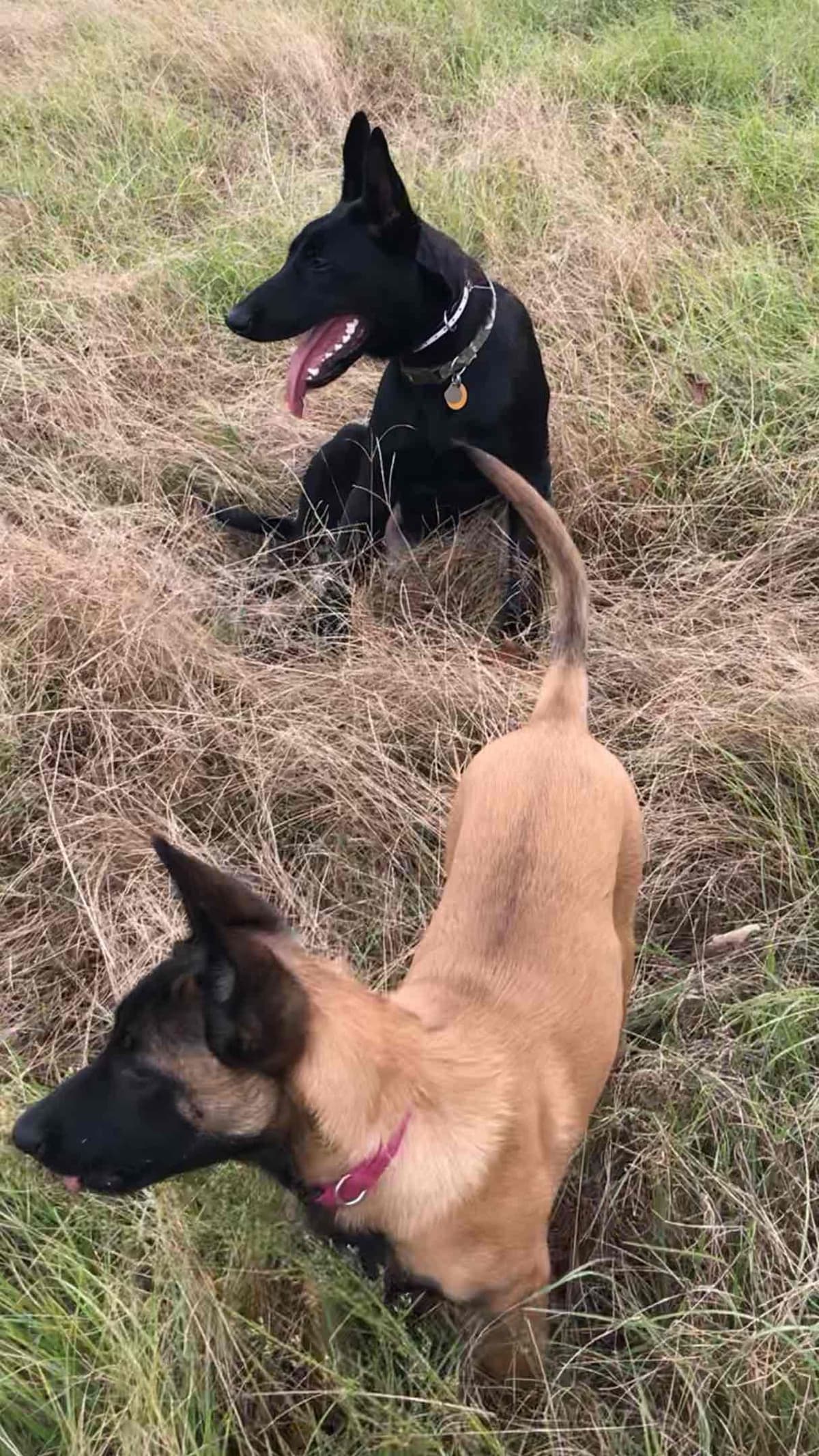 Belgian Malinois Puppies: Superior Quality of Puppies for Sale breeder image 10
