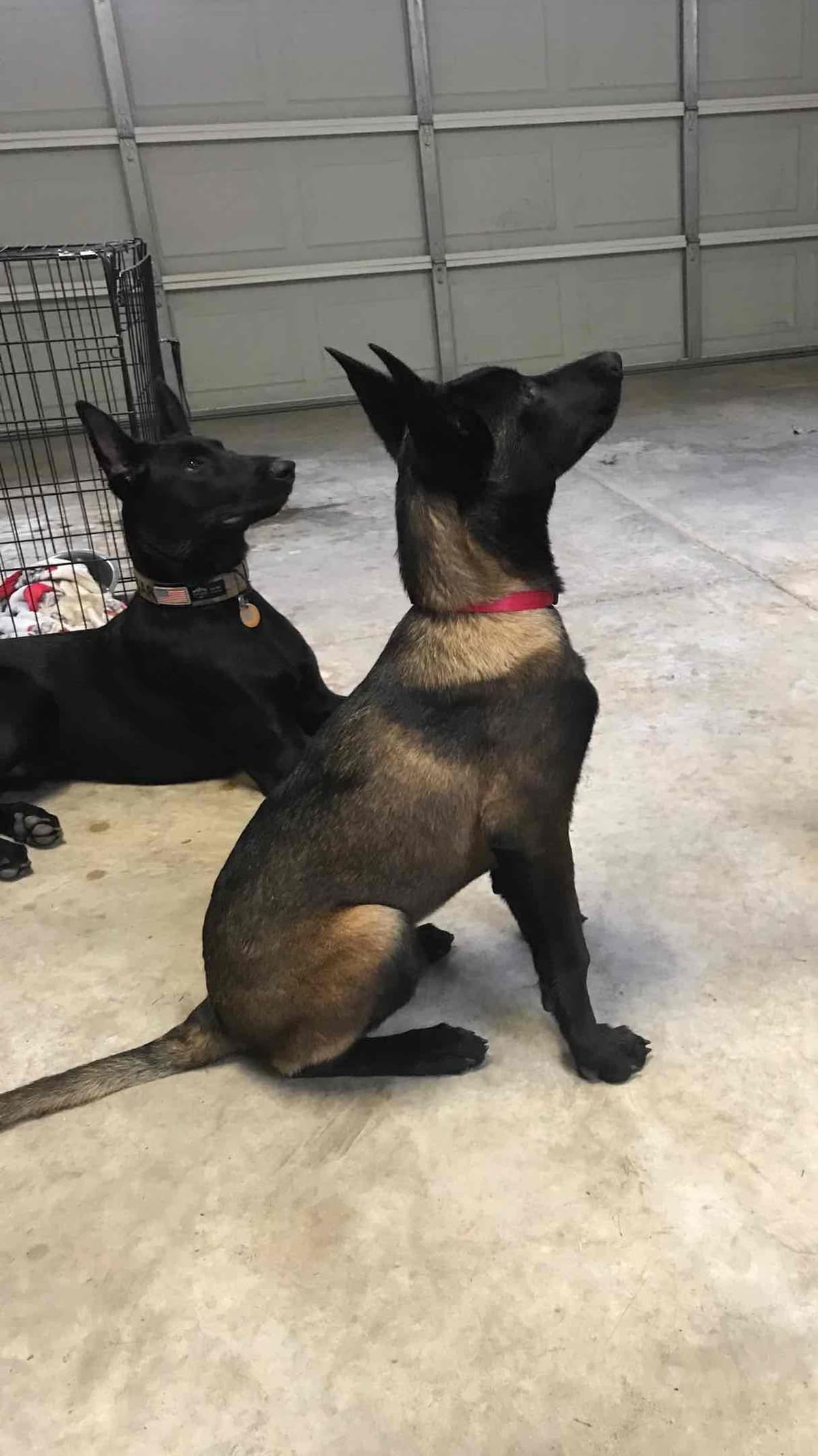 Belgian Malinois Puppies: Superior Quality of Puppies for Sale breeder image 17