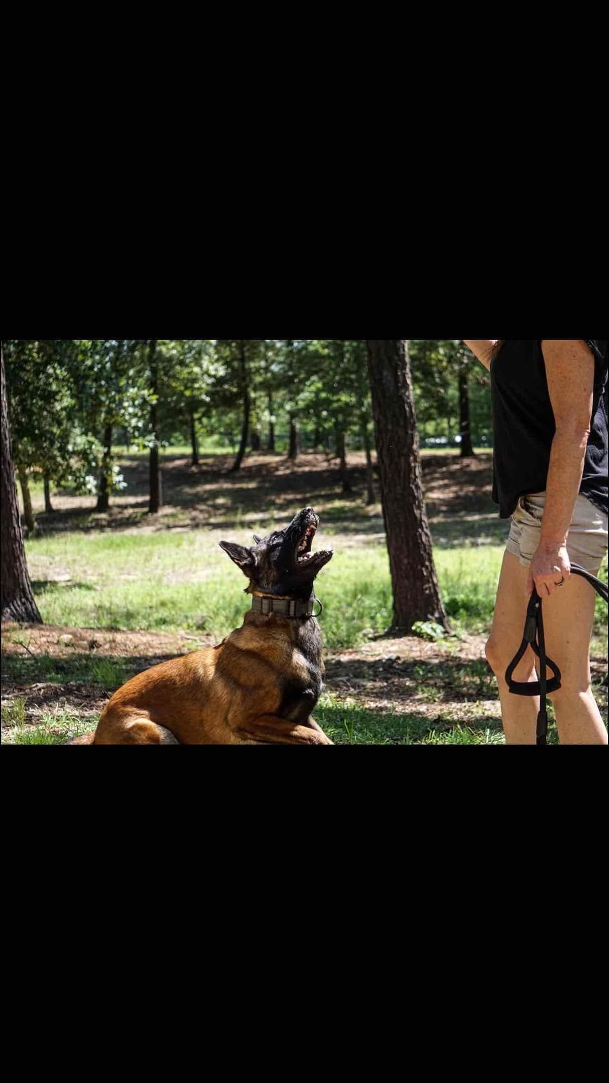 Belgian Malinois Puppies: Superior Quality of Puppies for Sale breeder image 29