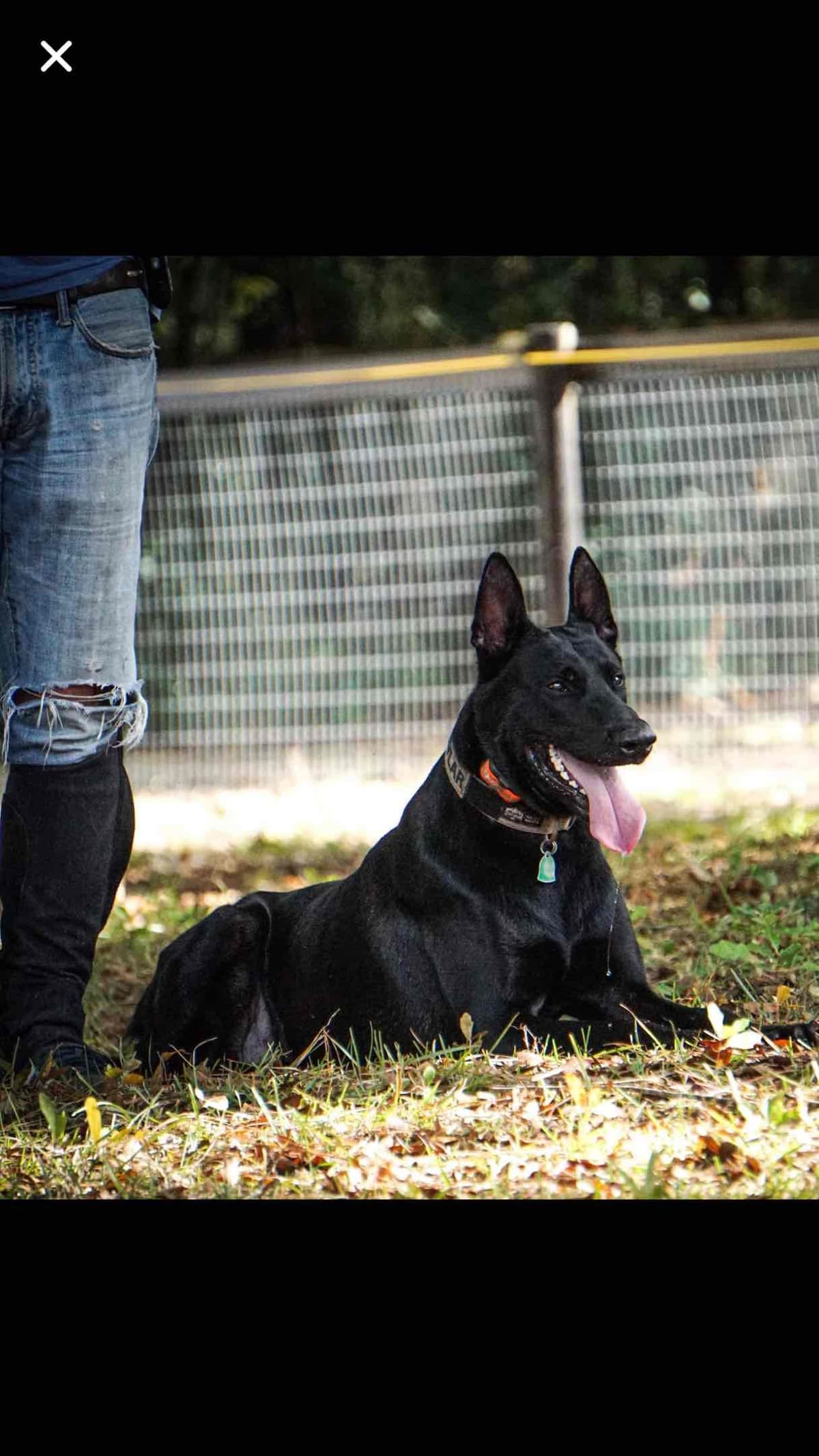 Belgian Malinois Puppies: Superior Quality of Puppies for Sale breeder image 56