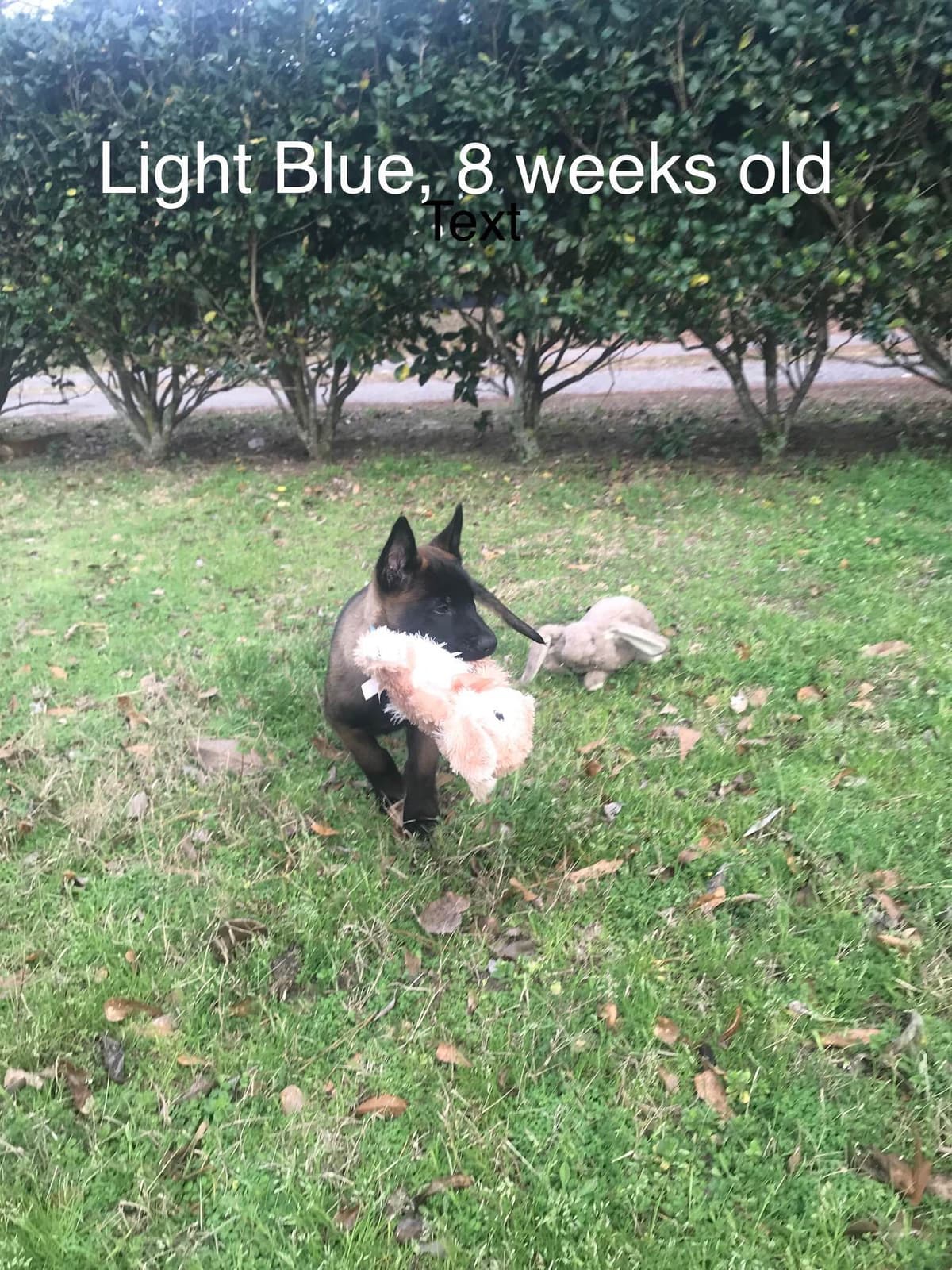 Belgian Malinois Puppies: Superior Quality of Puppies for Sale breeder image 76