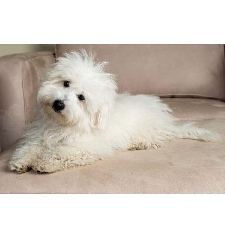 Coton de Tulear Puppies breeder image 18
