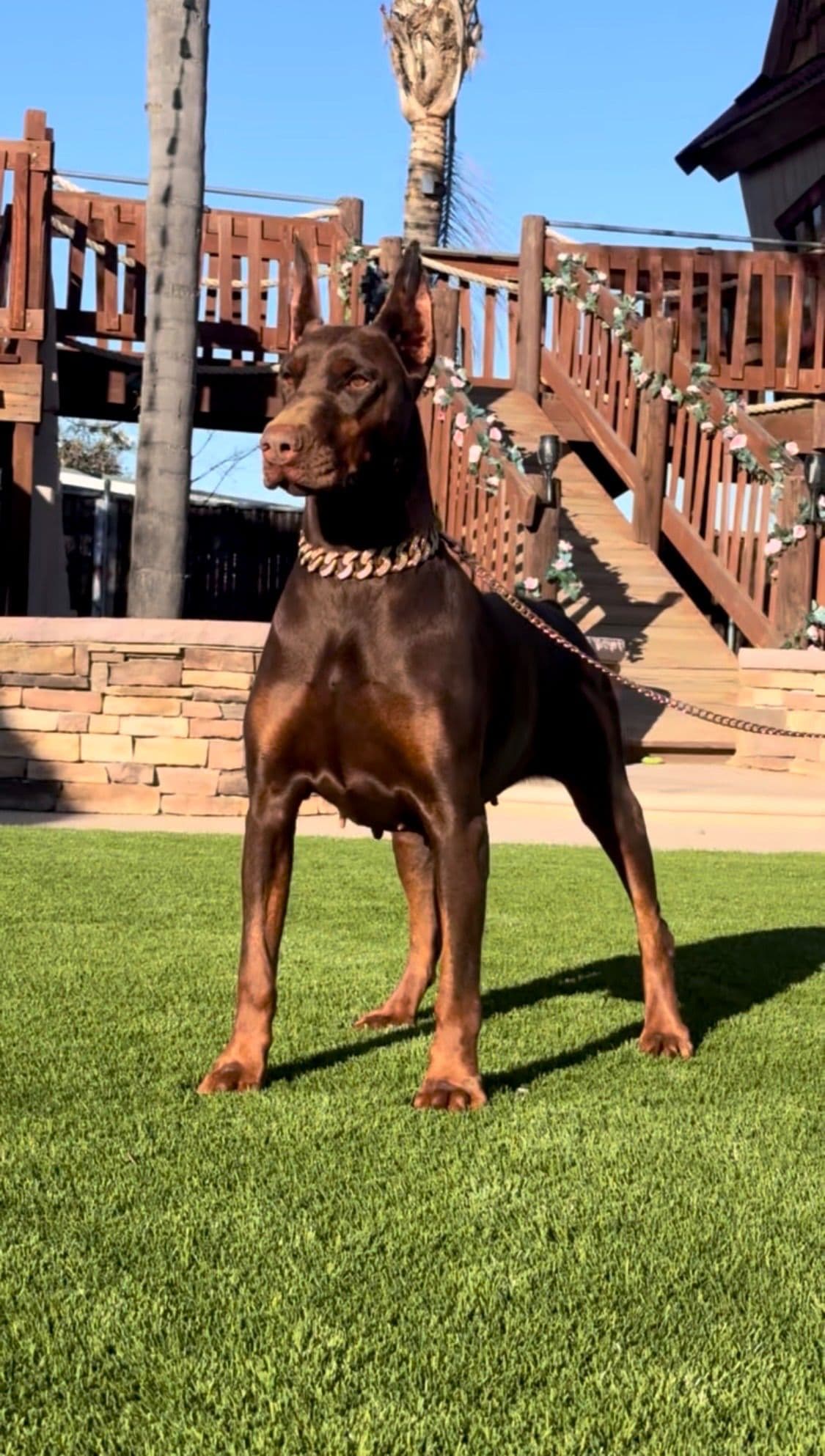 Doberman Pinscher Puppies breeder image 5