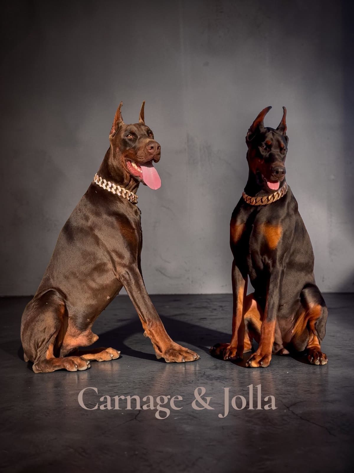 Doberman Pinscher Puppies breeder image 2