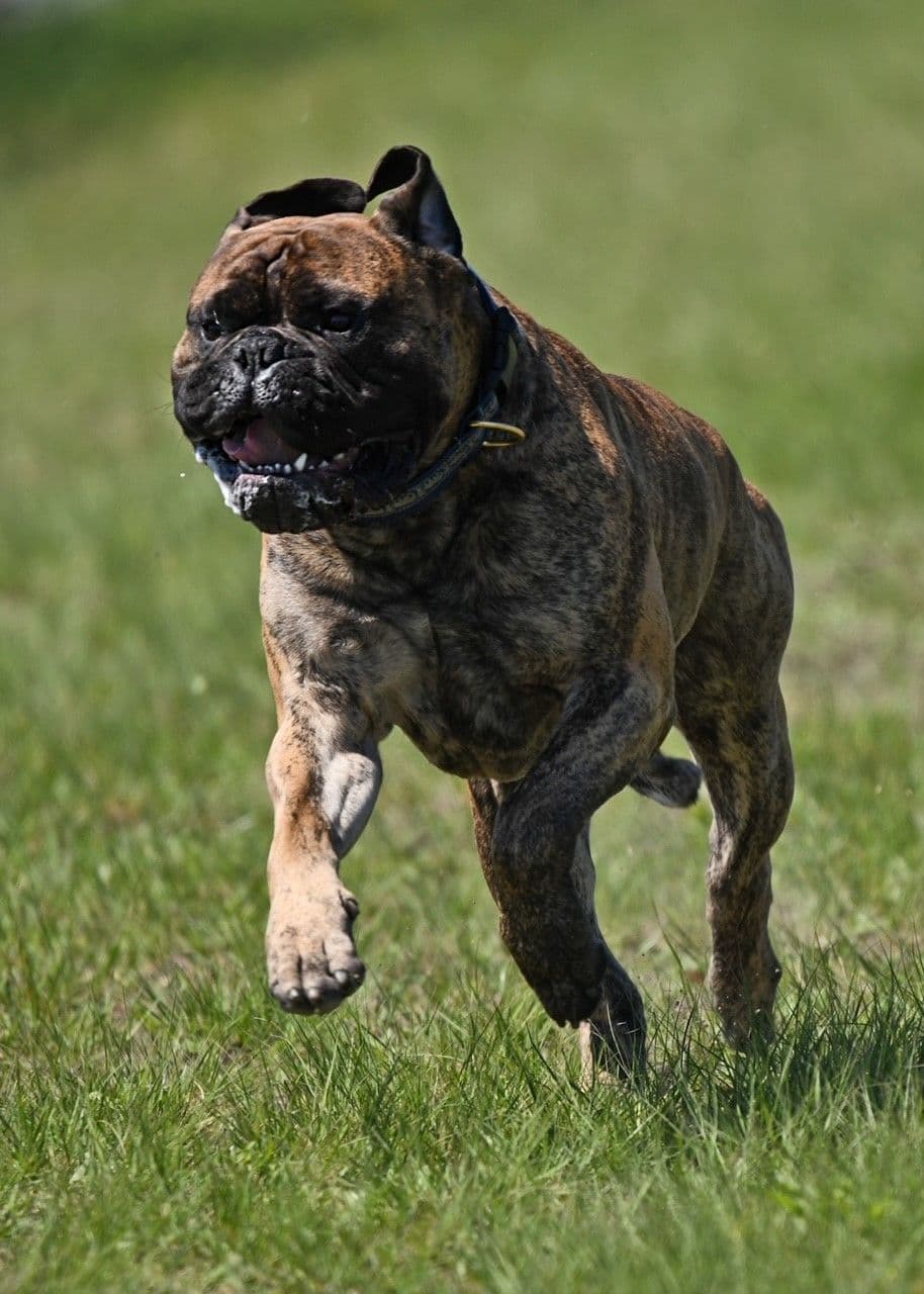 Bullmastiff Puppies breeder image 5