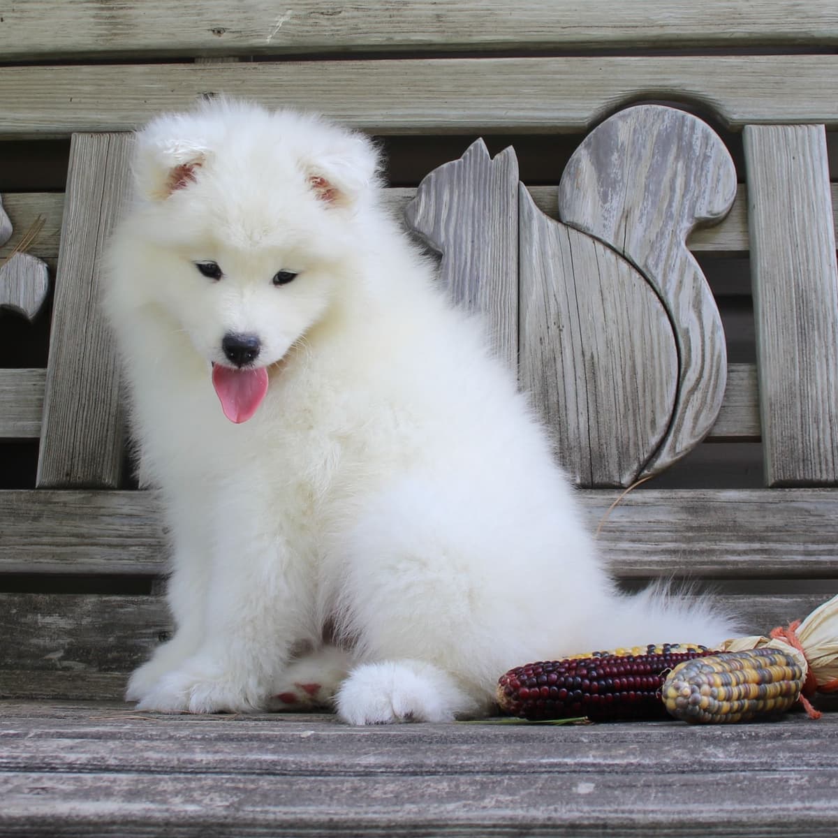 Samoyed Puppies breeder image 4