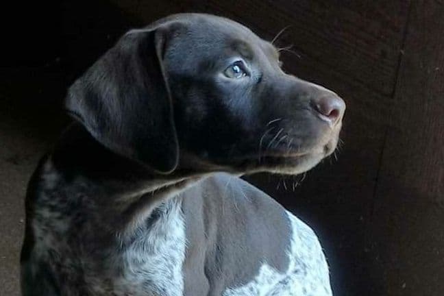 German Shorthaired Pointer Puppies breeder image 1