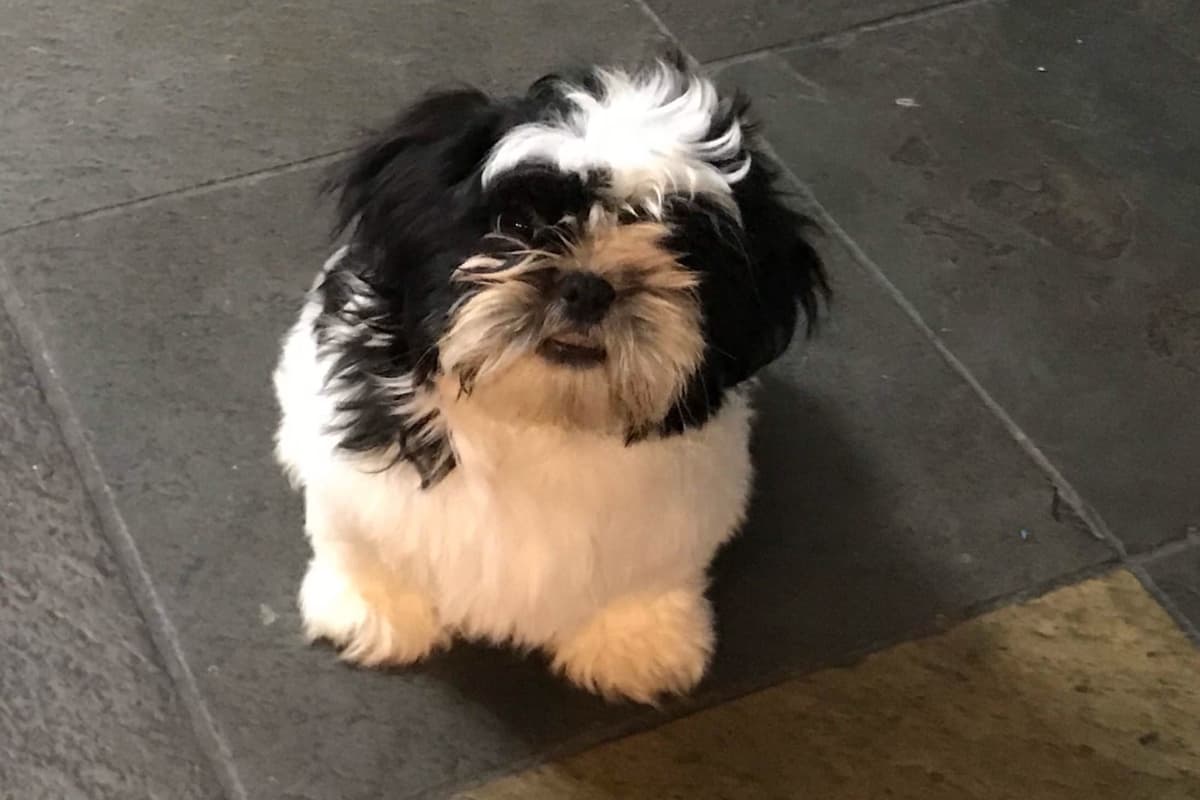Shih Tzu Puppies breeder image 12