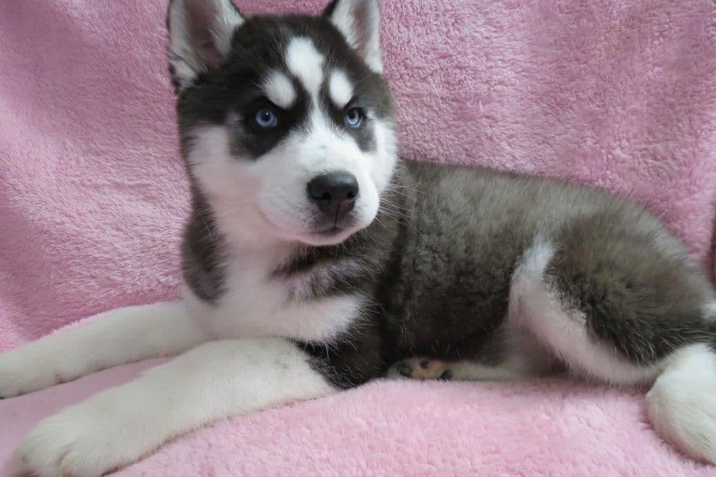 Siberian Husky Puppies breeder image 1