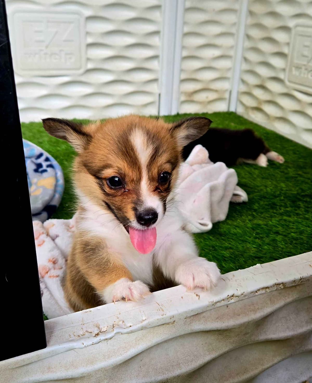 Pembroke Welsh Corgi Puppies breeder image 8