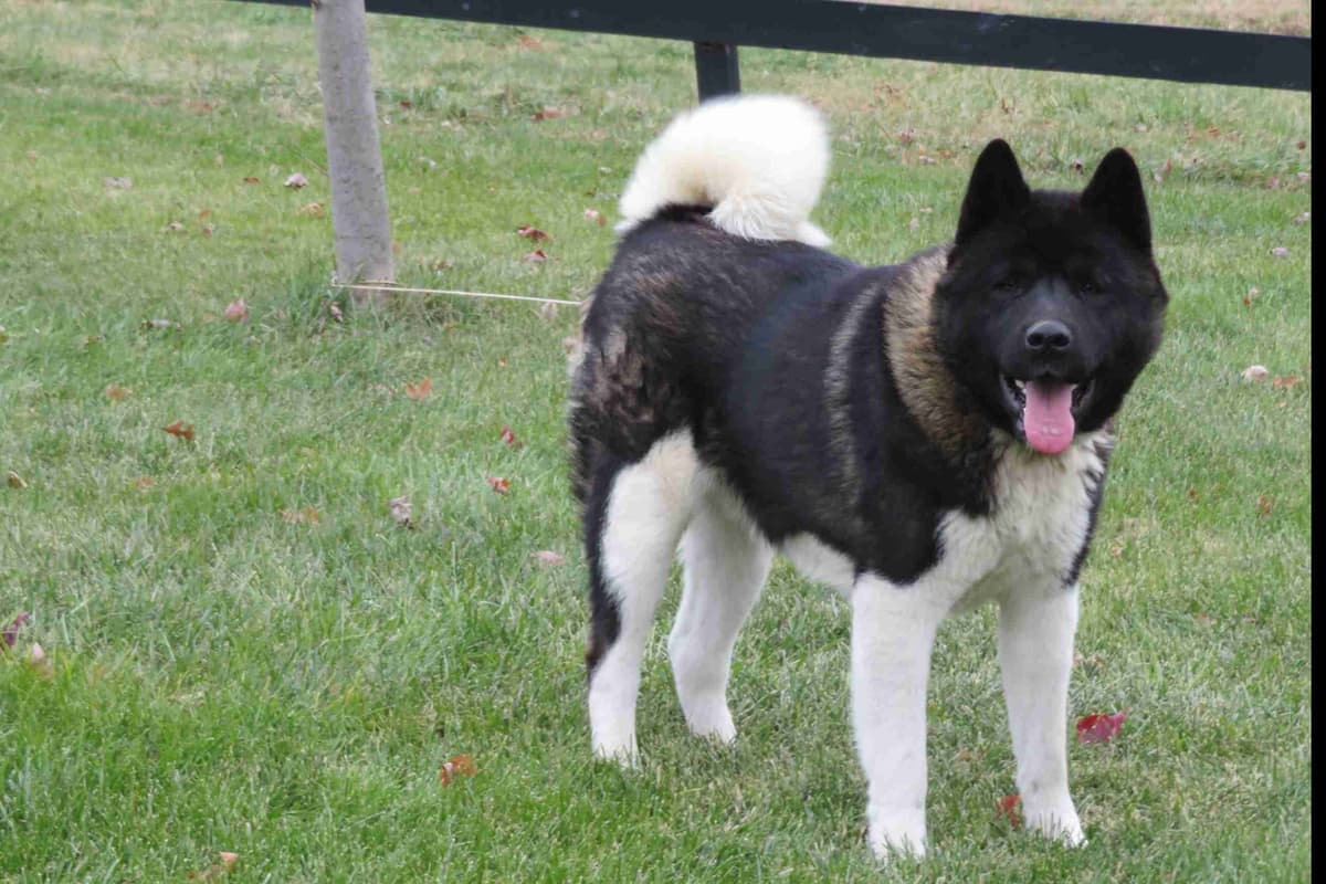 Adorable Akita Puppies looking for new homes! breeder image 1