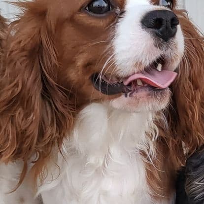 Cavalier King Charles Spaniel Puppies breeder image 2