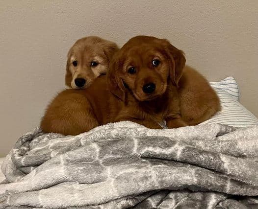 4 GIRLS available 07.06.26 2 are mini to are medium. Red and Blonds breeder image 46