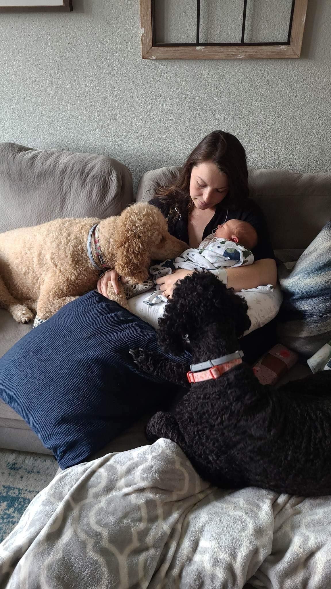 Poodle Puppies breeder image 30
