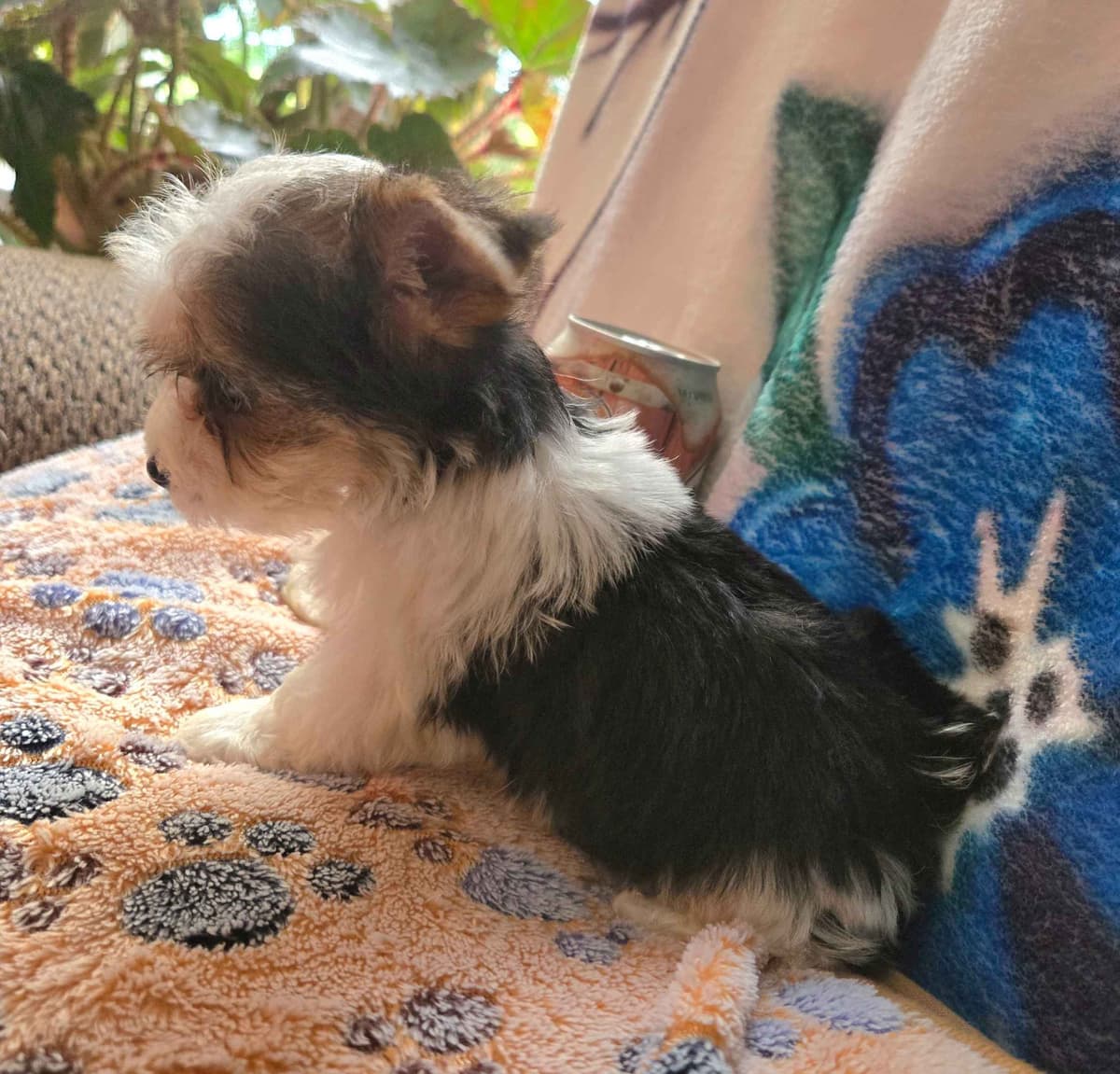 Yorkshire Terrier Puppies breeder image 14