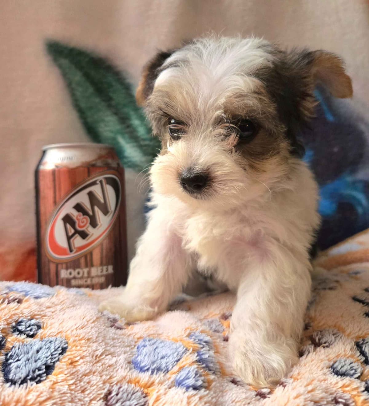Yorkshire Terrier Puppies breeder image 16