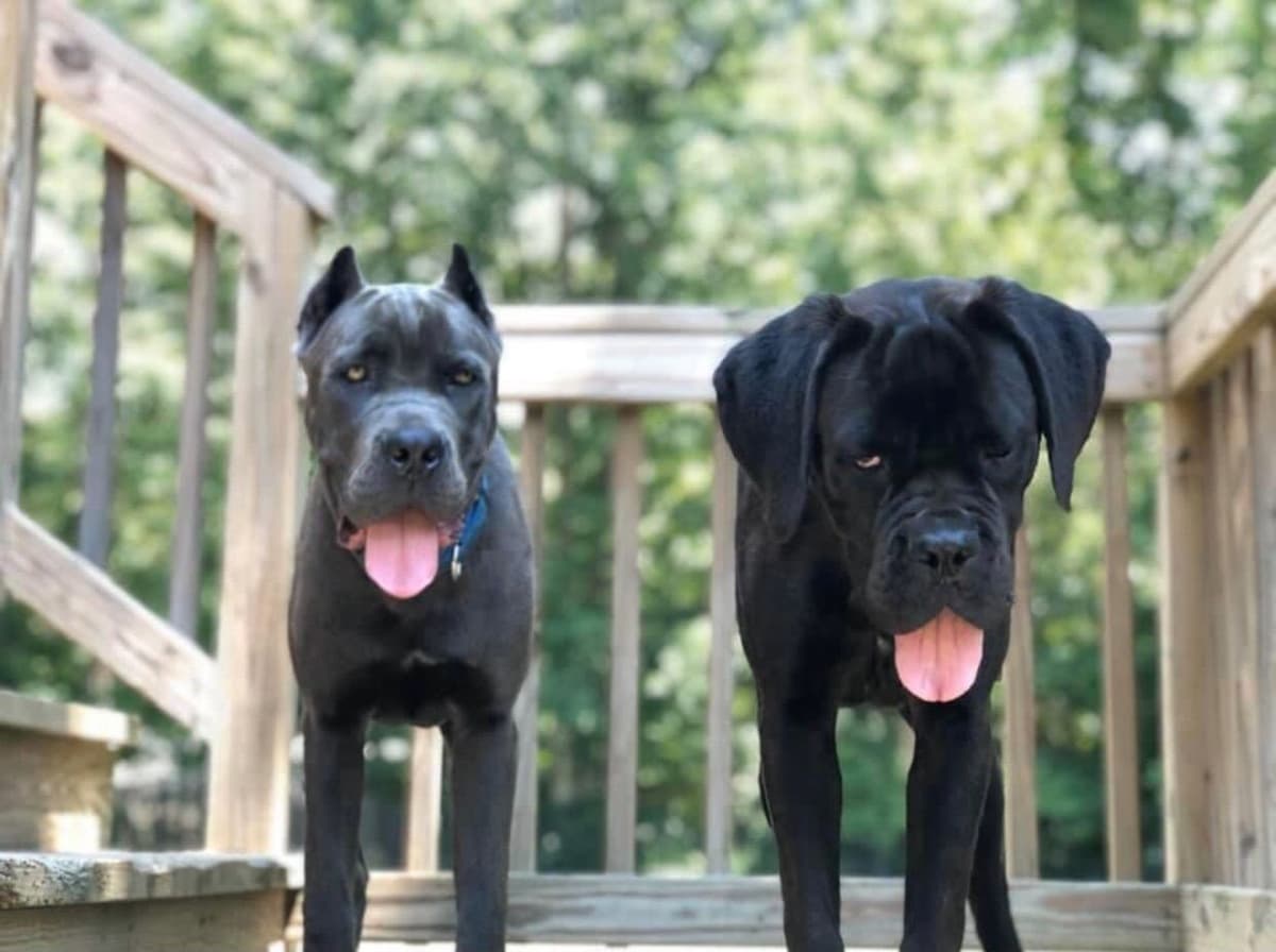 Cane Corso Puppies breeder image 11